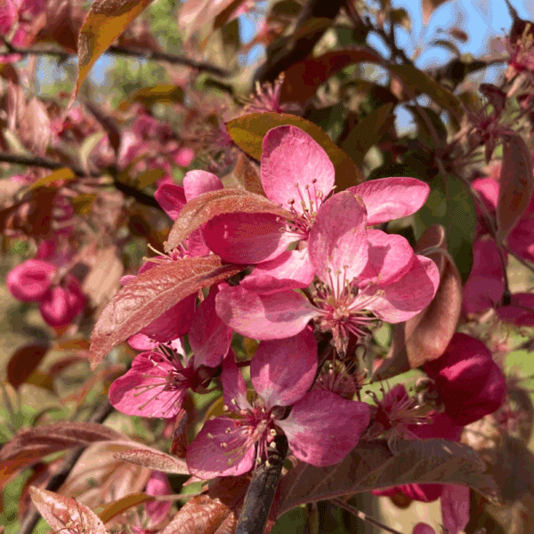 MALUS 'Nicoline' – Image 2