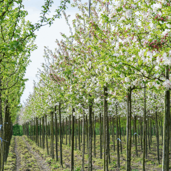 MALUS PERPETU® 'Evereste COV' – Image 2