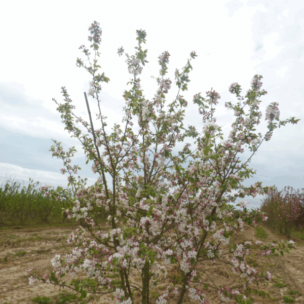 MALUS PERPETU® 'Evereste COV' – Image 9