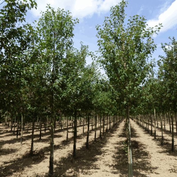 MALUS PERPETU® 'Evereste COV' – Image 8