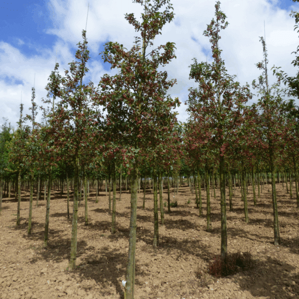 MALUS PERPETU® 'Evereste COV' – Image 6
