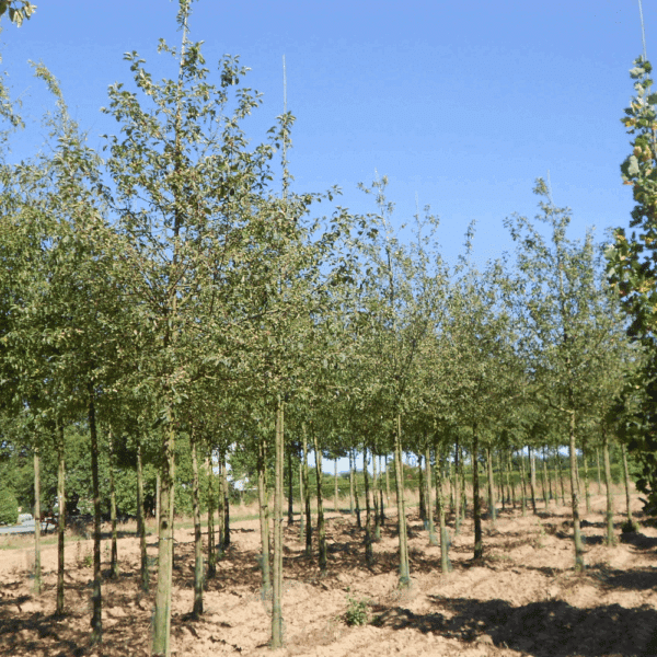 MALUS PERPETU® 'Evereste COV' – Image 4