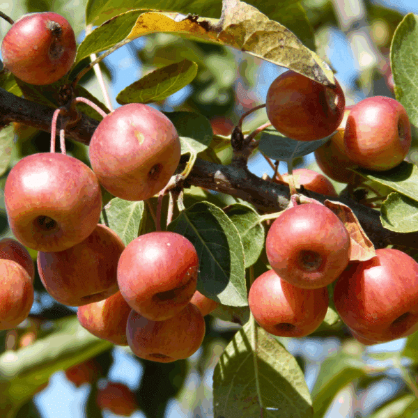 MALUS PERPETU® 'Evereste COV' – Image 7