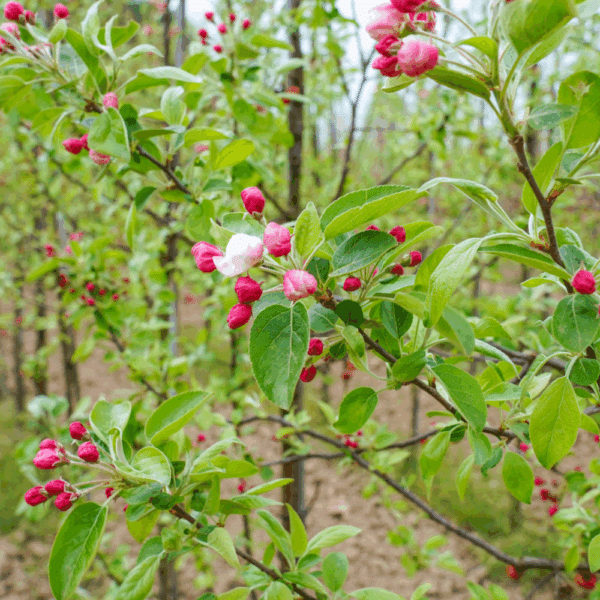 MALUS PERPETU® 'Evereste COV' – Image 3