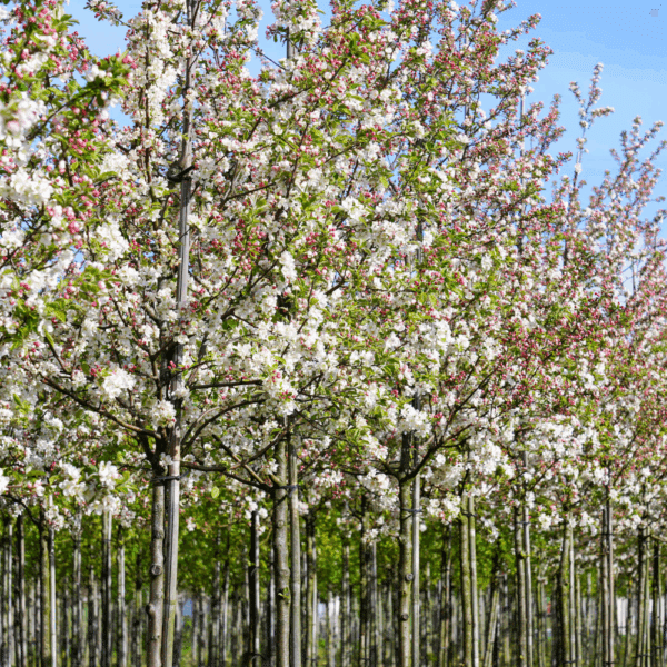 MALUS PERPETU® 'Evereste COV' – Image 5