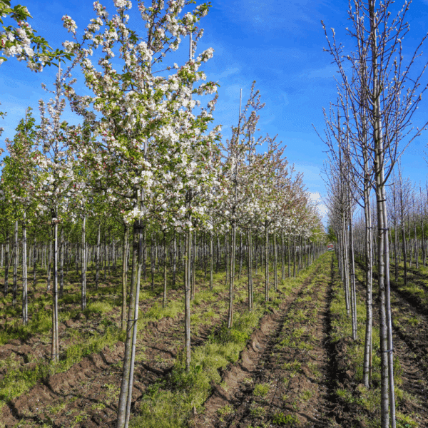 MALUS PERPETU® 'Evereste COV' – Image 13