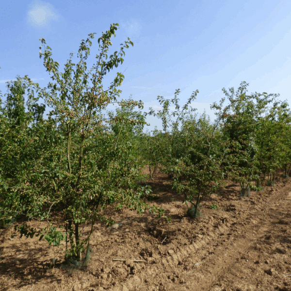 MALUS PERPETU® 'Evereste COV' – Image 12