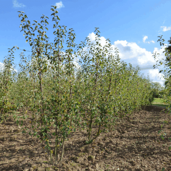 MALUS PERPETU® 'Evereste COV' – Image 11