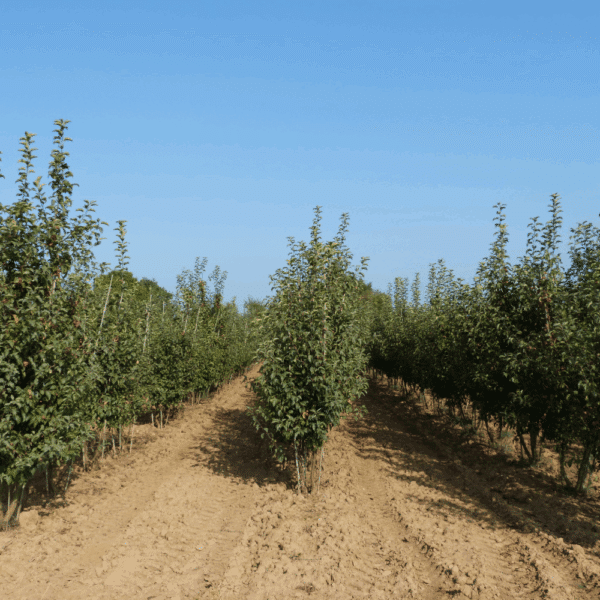 MALUS PERPETU® 'Evereste COV' – Image 10