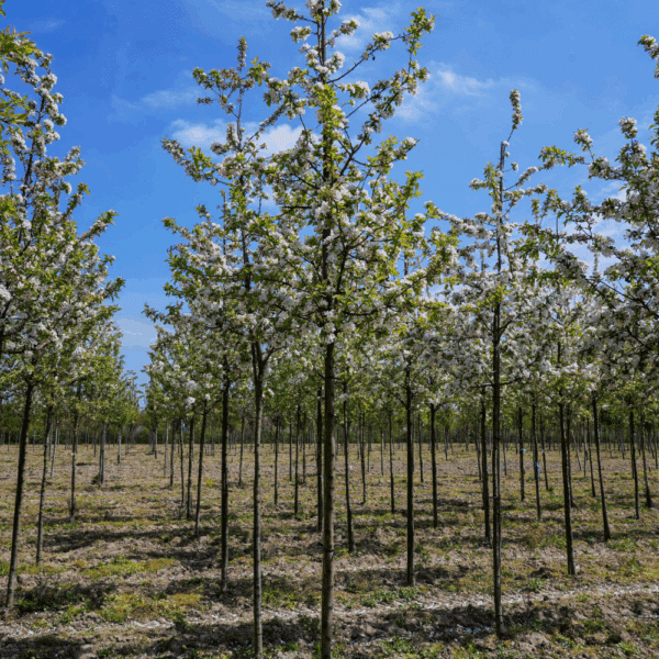 MALUS 'Red Sentinel' – Image 2