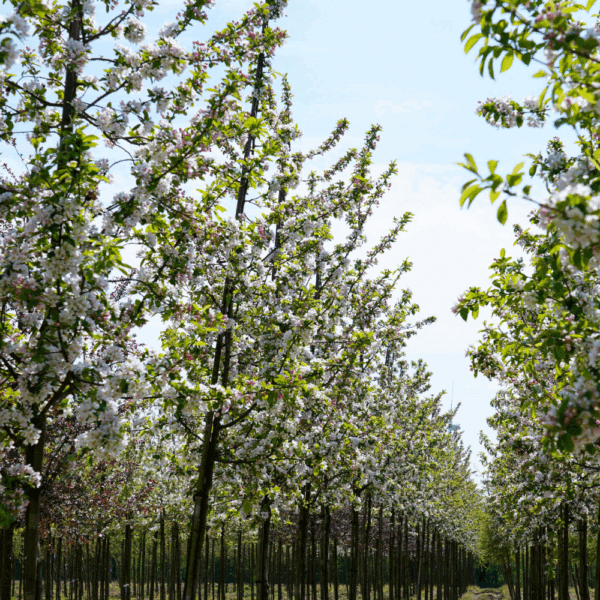 MALUS 'Red Sentinel' – Image 3