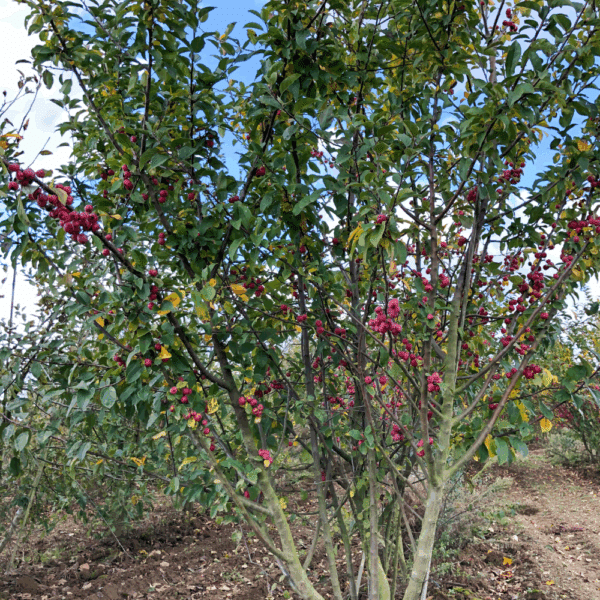 MALUS 'Red Sentinel' – Image 6