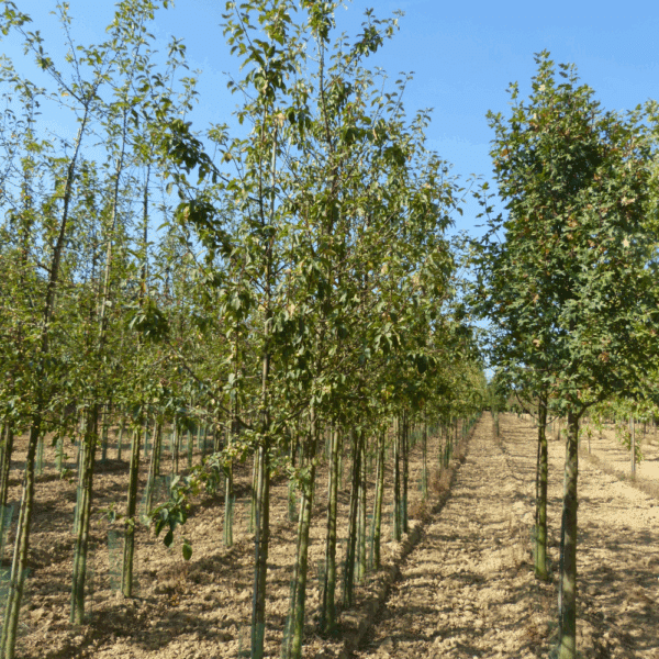 MALUS 'Red Sentinel' – Image 7