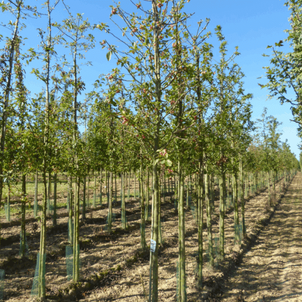 MALUS 'Red Sentinel' – Image 4