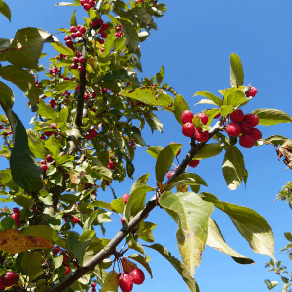 MALUS 'Red Splendor' – Image 4