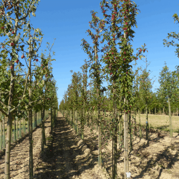 MALUS 'Red Splendor' – Image 3