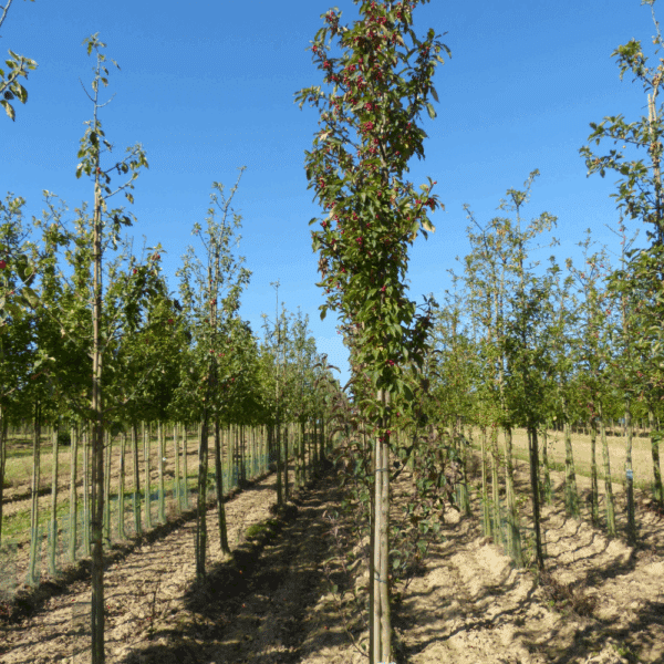 MALUS 'Red Splendor' – Image 5