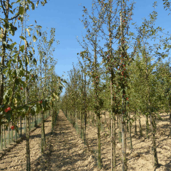 MALUS 'Red Splendor' – Image 6