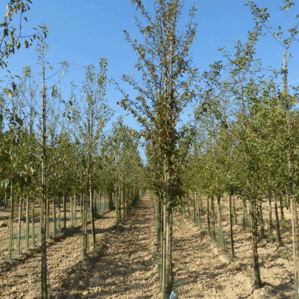MALUS 'Red Splendor' – Image 2