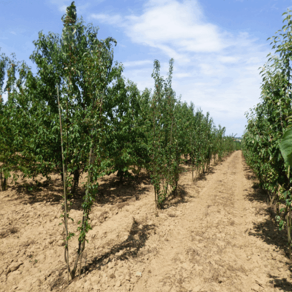 MALUS 'Van Eseltine' – Image 3
