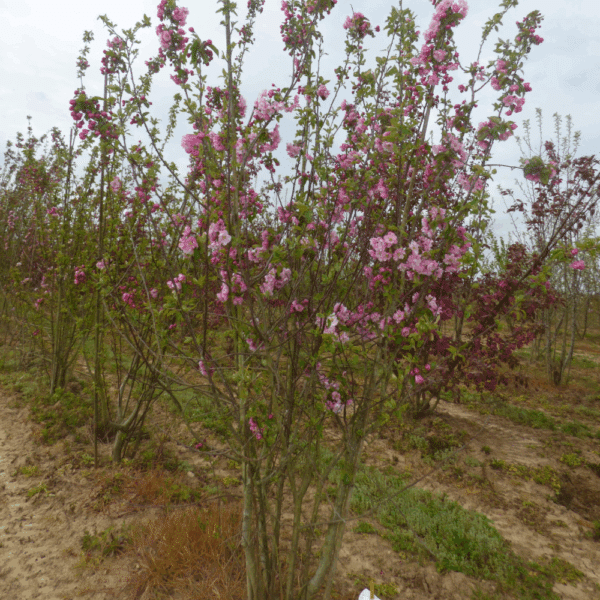 MALUS 'Van Eseltine' – Image 2