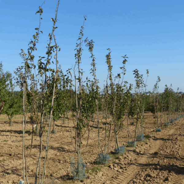 MALUS 'Van Eseltine' – Image 4