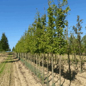 MALUS 'Winter Gold'