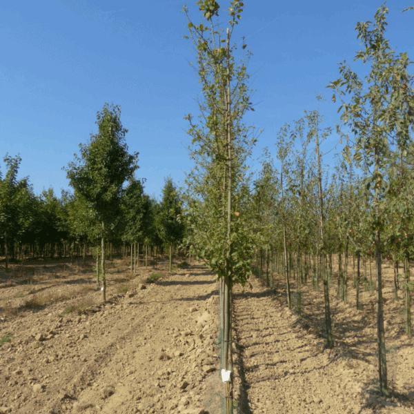 MALUS 'Winter Gold' – Image 3