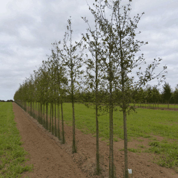 MALUS 'Winter Gold' – Image 2