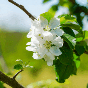 MALUS communis