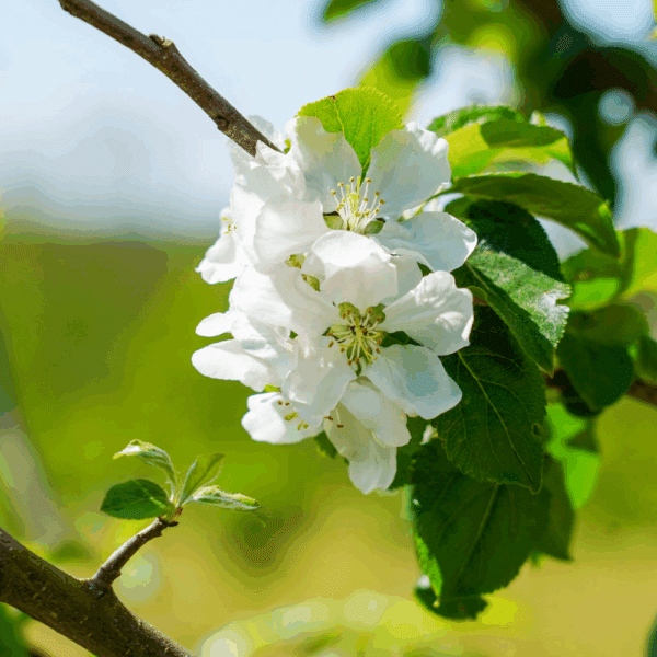 MALUS communis