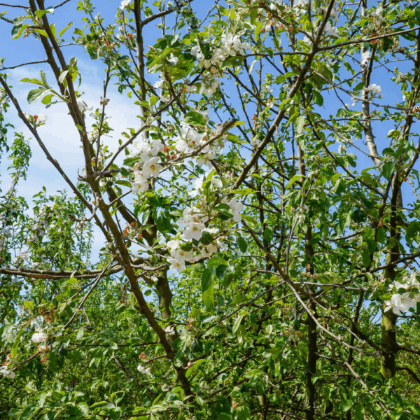 MALUS communis – Image 2