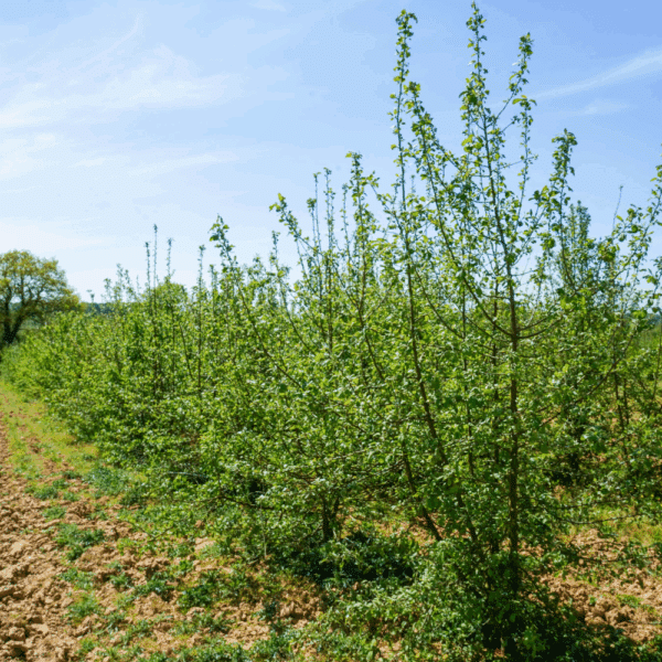MALUS communis – Image 4