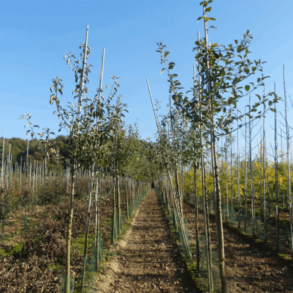MALUS communis – Image 7