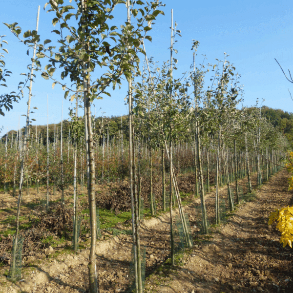 MALUS communis – Image 5