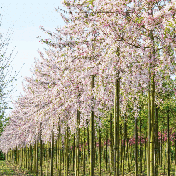 MALUS floribunda – Image 2