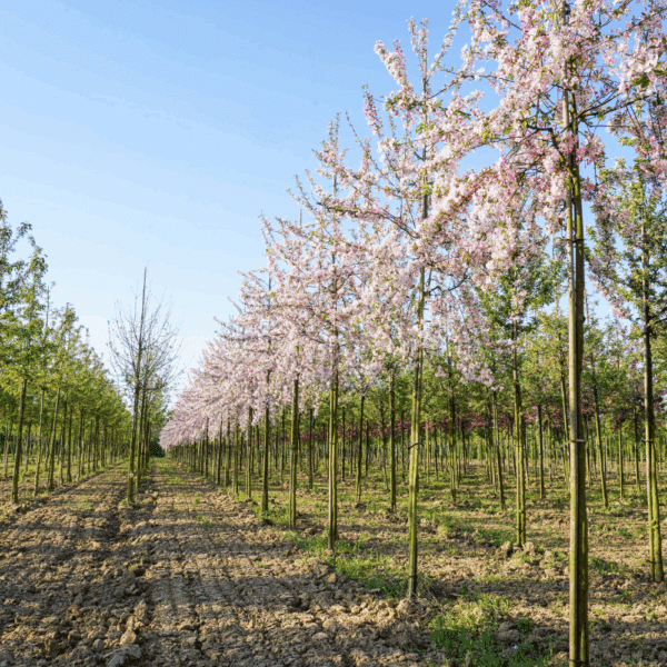 MALUS floribunda – Image 4