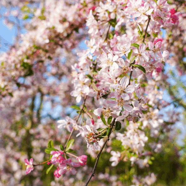 MALUS floribunda – Image 3