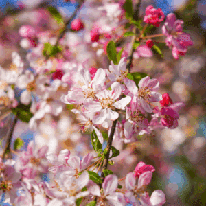 MALUS floribunda