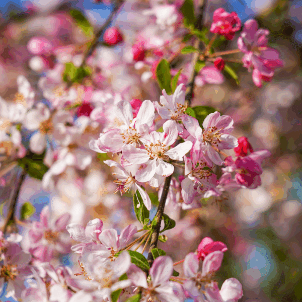 MALUS floribunda
