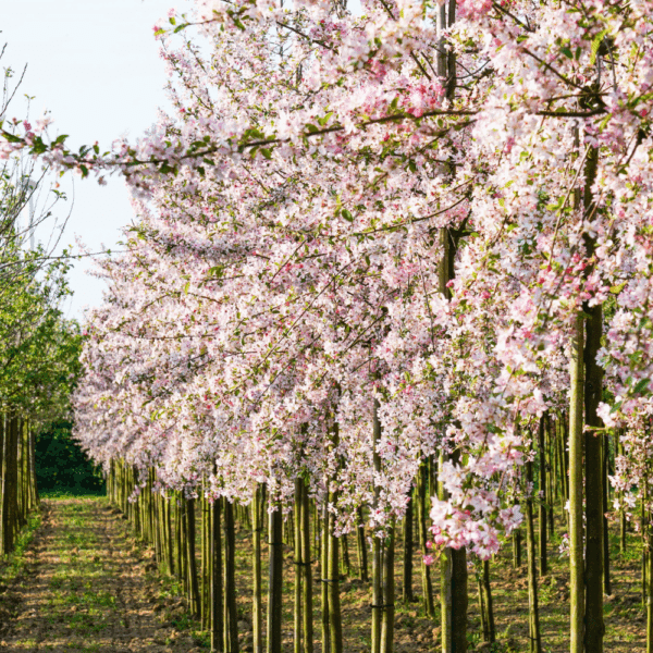 MALUS floribunda – Image 5