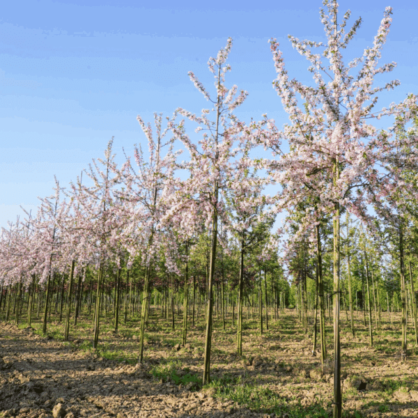 MALUS floribunda – Image 6
