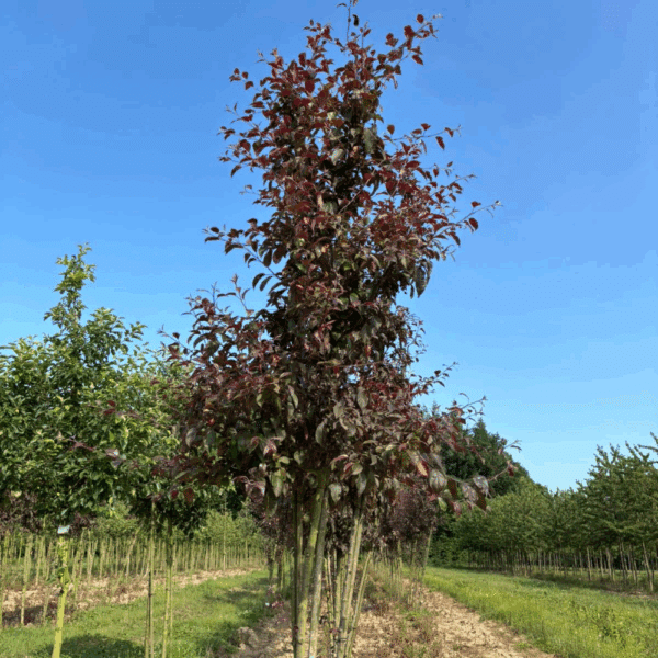 MALUS 'Nicoline' – Image 6