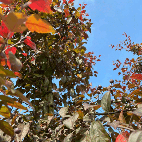MALUS 'Nicoline' – Image 7