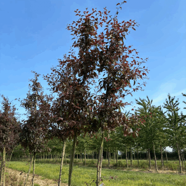 MALUS 'Nicoline' – Image 8