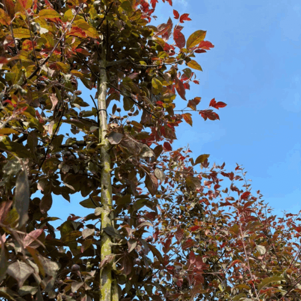 MALUS 'Nicoline' – Image 4