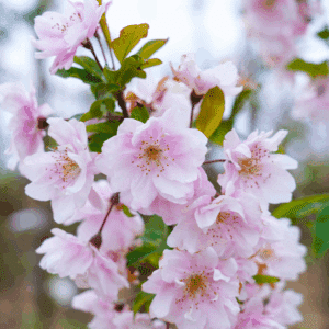MALUS spectabilis