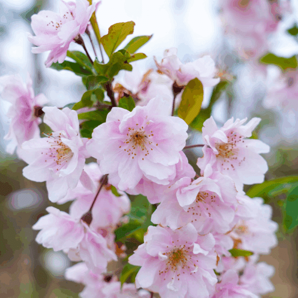 MALUS spectabilis
