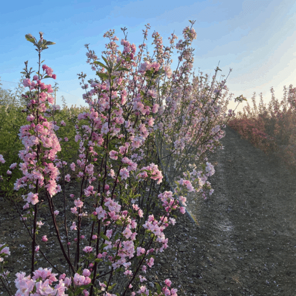 MALUS spectabilis – Image 5