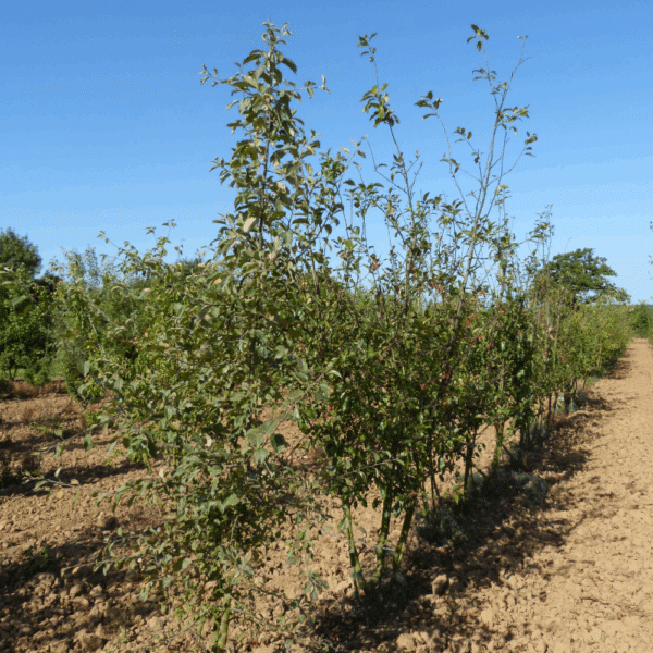MALUS spectabilis – Image 4